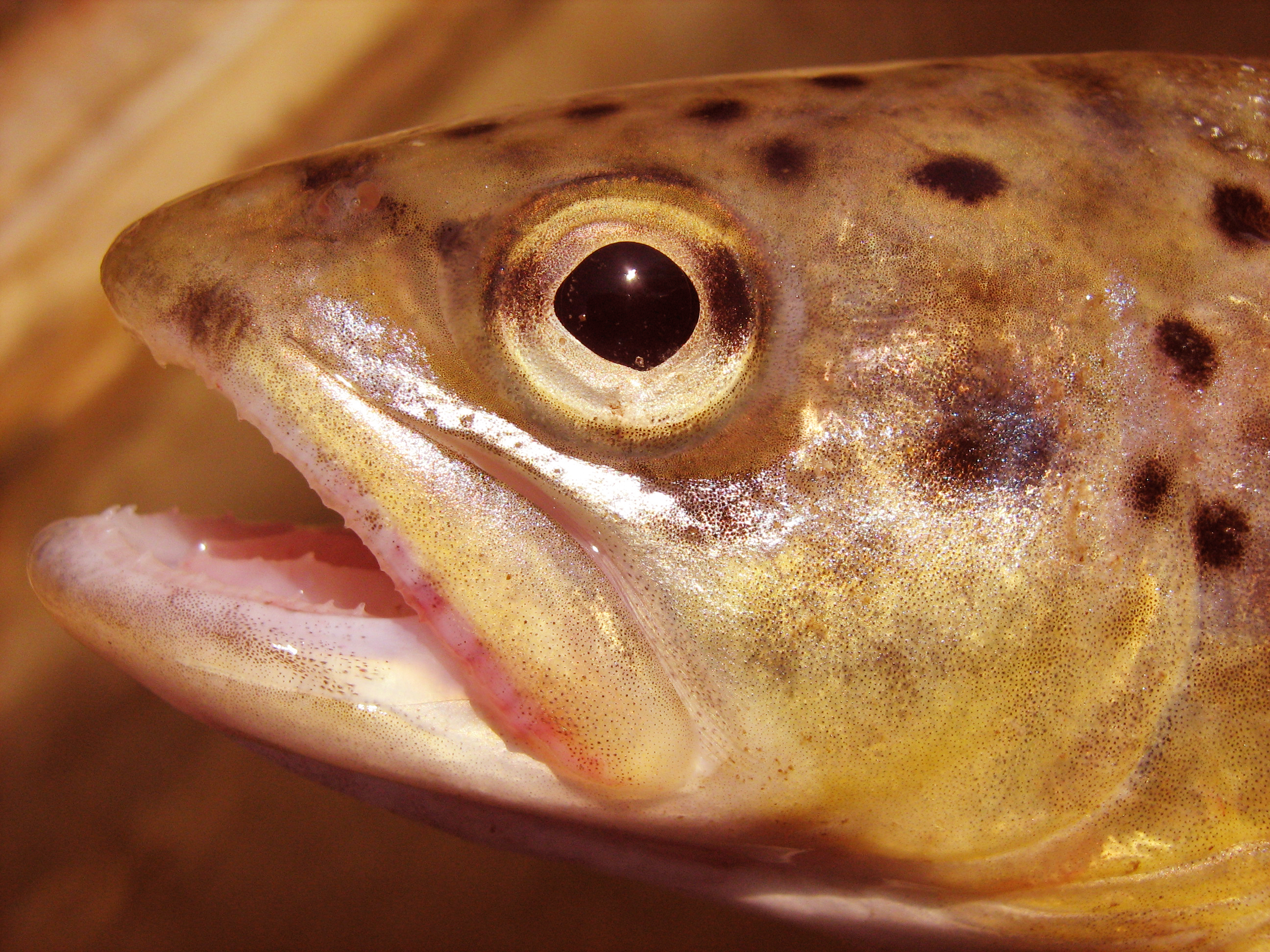 Ем глаза рыбы. Малек ручьевой форели. Глаз рыбы. Рыбьи глазки. Глаза форели.